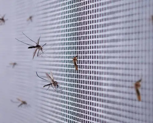 Mosquito net installation for windows and balconies